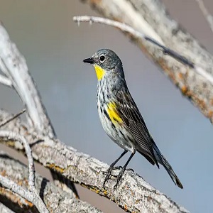 Yellow-rumped Warbler: A Familiar Sight in Michigan