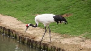 Cranes: Symbols of Longevity and Prosperity