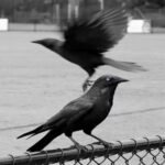 Do Crows Talk Some Amazing Facts You Need To Know 2023