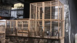 Factors to Consider When Buying a Bird Cage