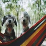 Pet Health Ensuring the Well-being of Your Furry Beautiful Companion 2023