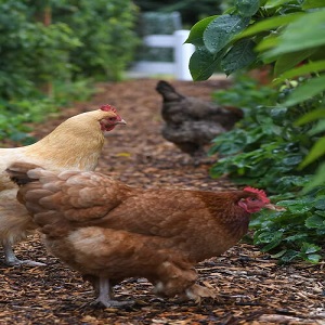 Rutin Chicken for Sale 10 Amazing Facts