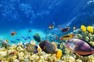 The Fascinating World of Aquarium Fish 