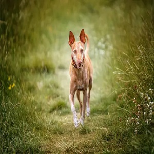 The Fascinating World of Hound Dog Breeds Unveiling Their Unique Qualities 2023