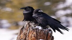 The Remarkable Intelligence of Crows